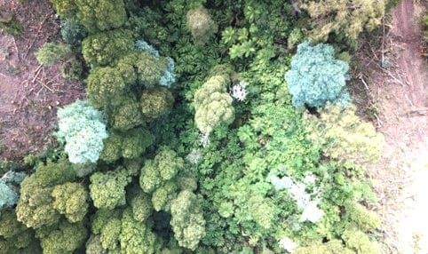 Timber firm takes Turtons Creek FOI approval to VCAT post image