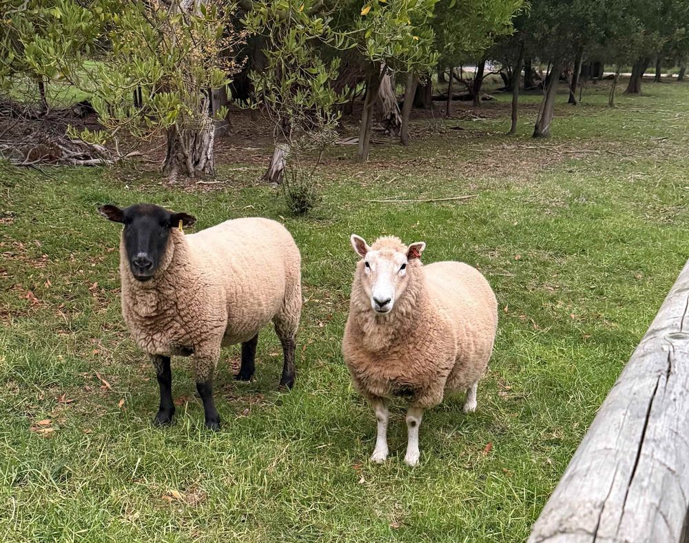 Mushroom murder trial: ‘The other alternative was to tell the sheep’ post image