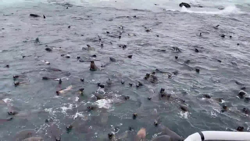 Whales, penguins? Phillip Island’s seals may trump them all post image