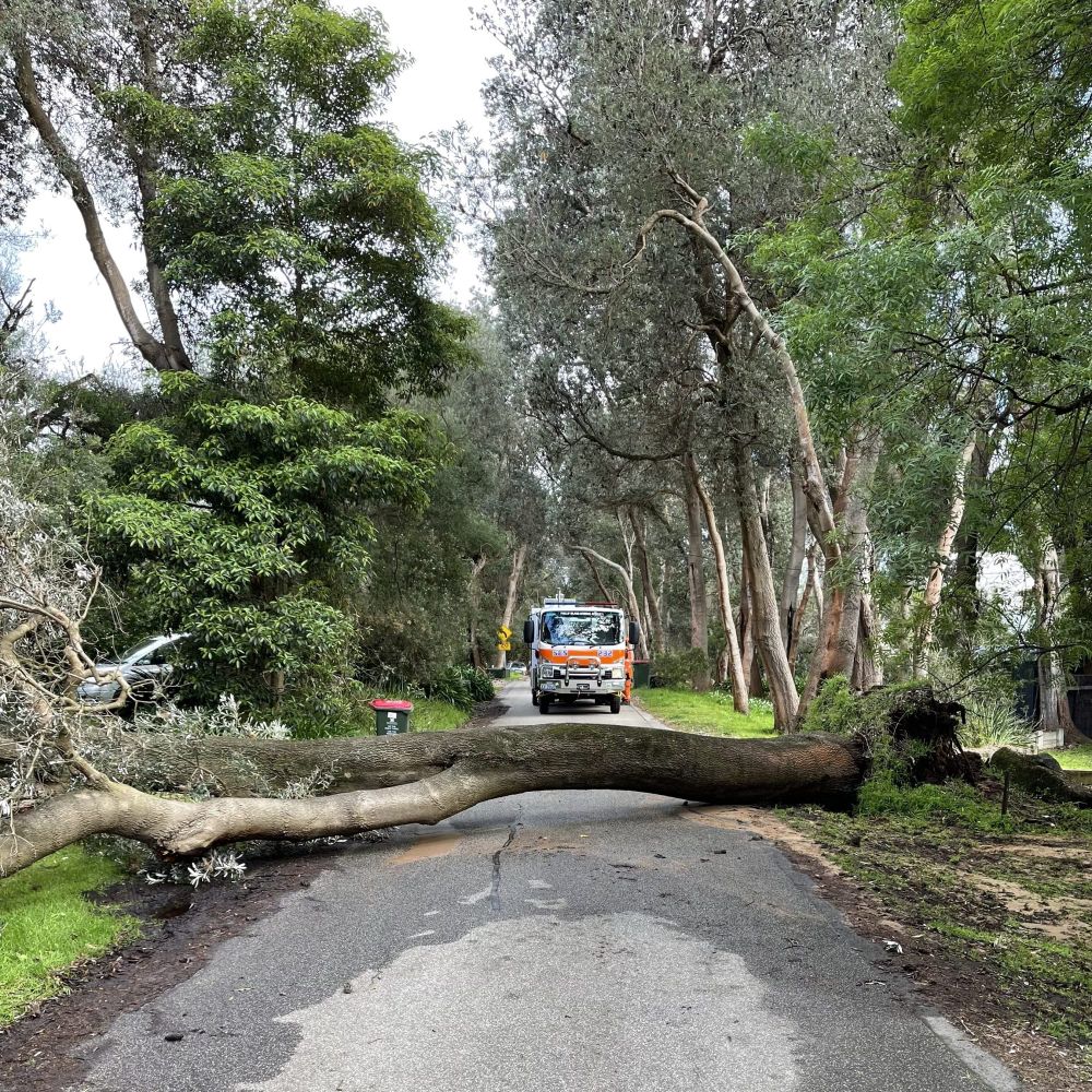 Huge tree takes out power, water supply after crash post image