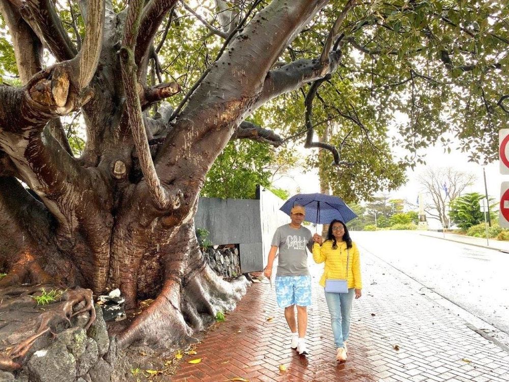 Historic trees overshadow $85M Cowes hotel project post image