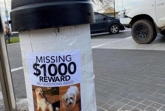 Good news, missing dog has been found post image