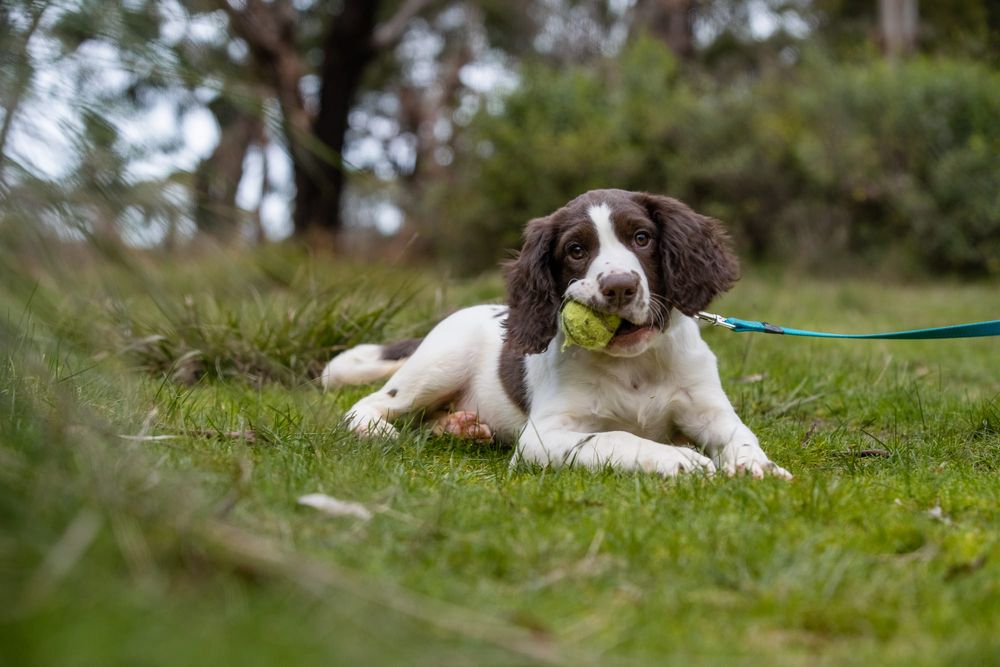 Next-gen fox detectors hot on the trail post image