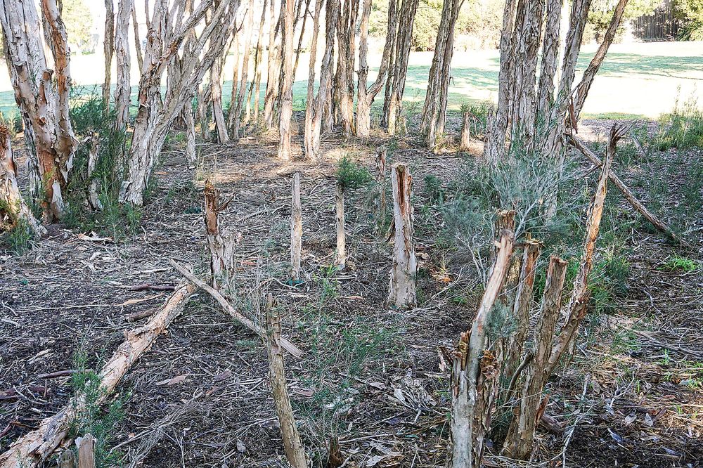 Locals tired of park destruction post image