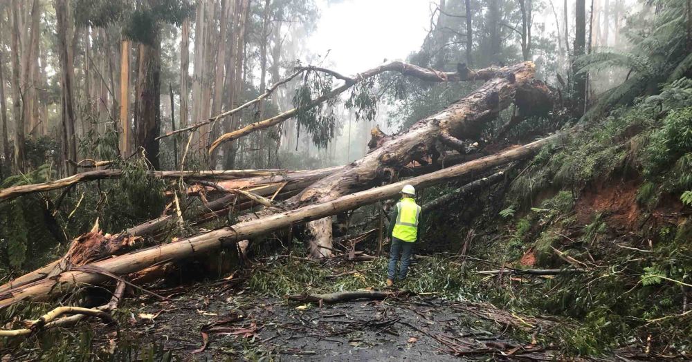 South Gippsland state forests closed until Friday post image