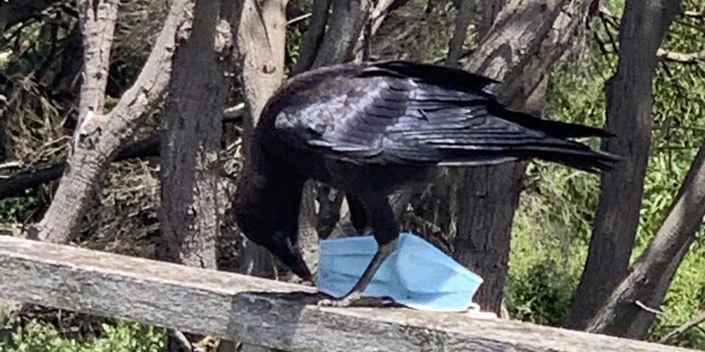 Face mask litter puts Phillip Island wildlife at risk post image
