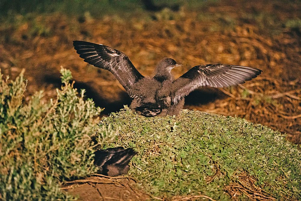 Short-tailed shearwaters returning in droves post image