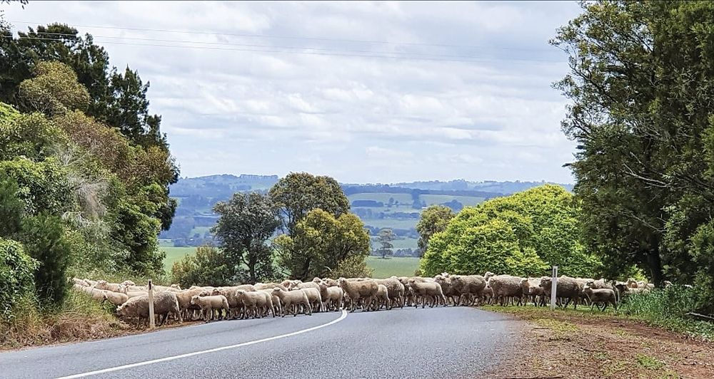 Baa-stard of a crossing post image