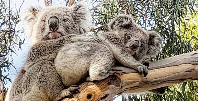Koala romance in Inverloch post image