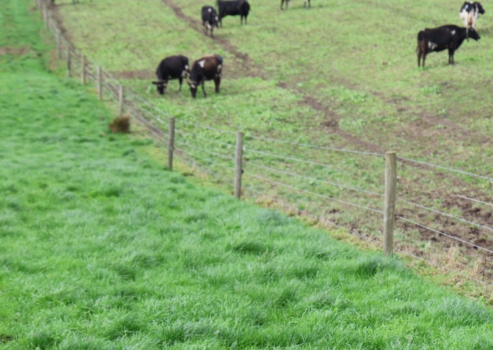 Criticism of South Gippsland's new local laws 'goes viral' post image