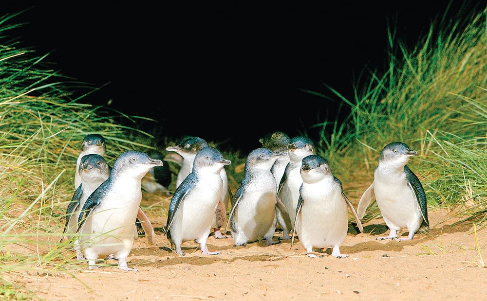 Divorce is not strictly for humans post image