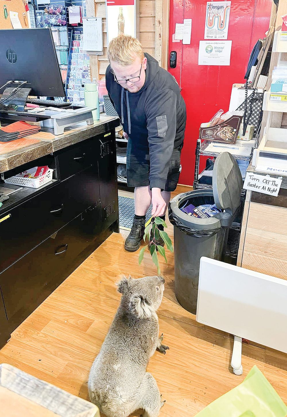 Contemporary Blinky Bill browses Meeniyan IGA post image