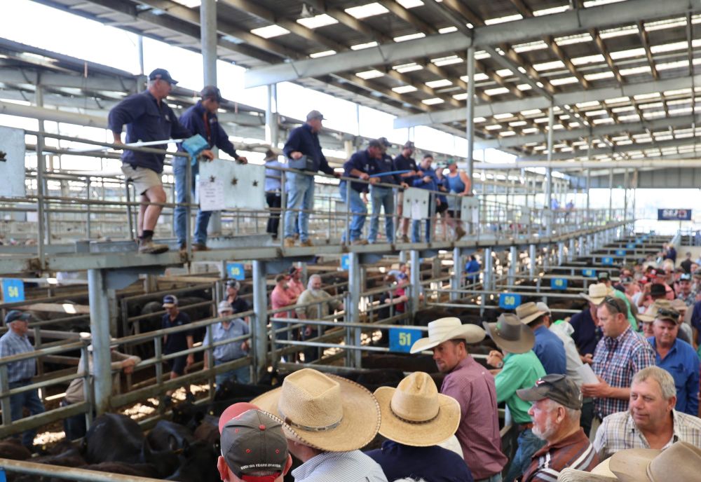 Weaners prices improve at Leongatha store sale post image