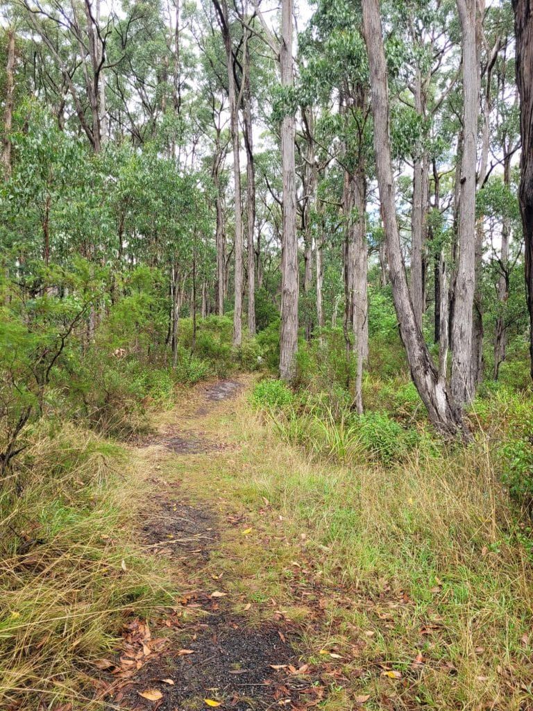 Illegal firewood sellers target Hamanns Bush for drug money post image