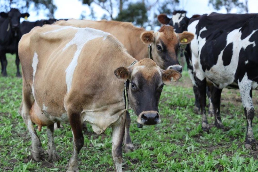 Pickups resume but milk crisis could escalate, says UWU post image