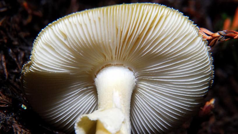 ‘More public awareness of mushrooms is merited’ says Coroner post image