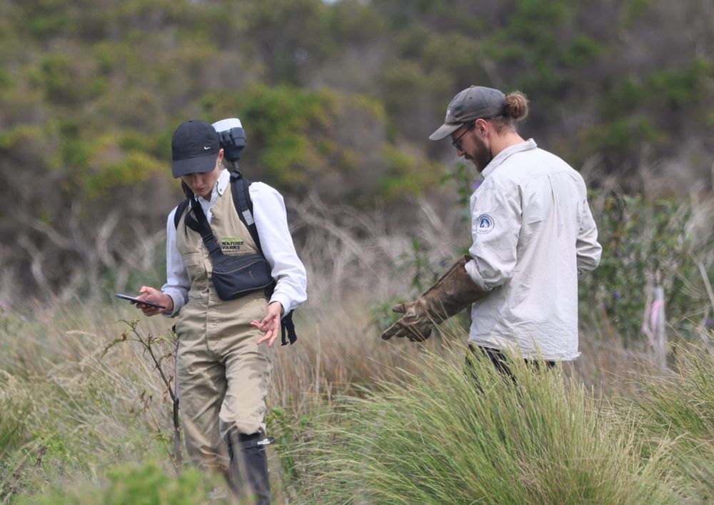 52 ‘sold out’ nights as penguin visits continue to climb post image