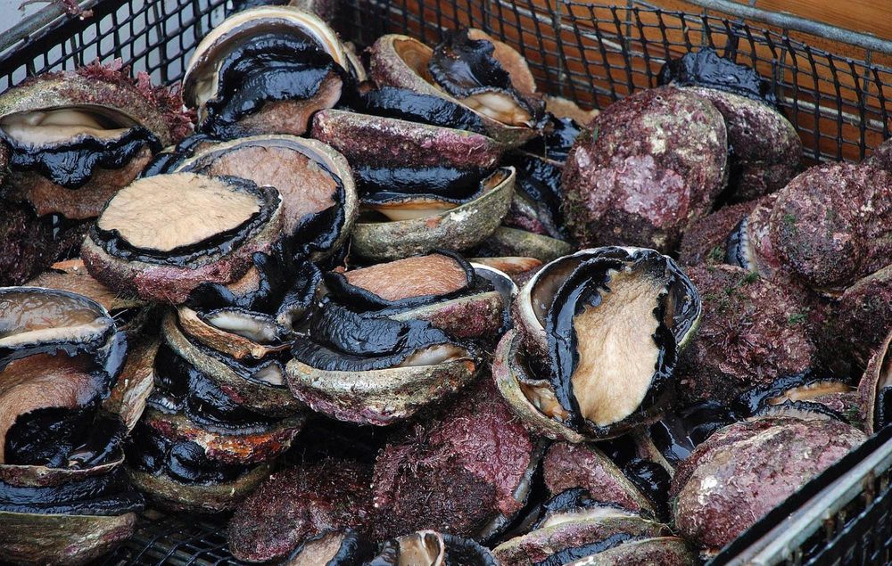 90 Berrys Beach abalone too damaged to be saved post image