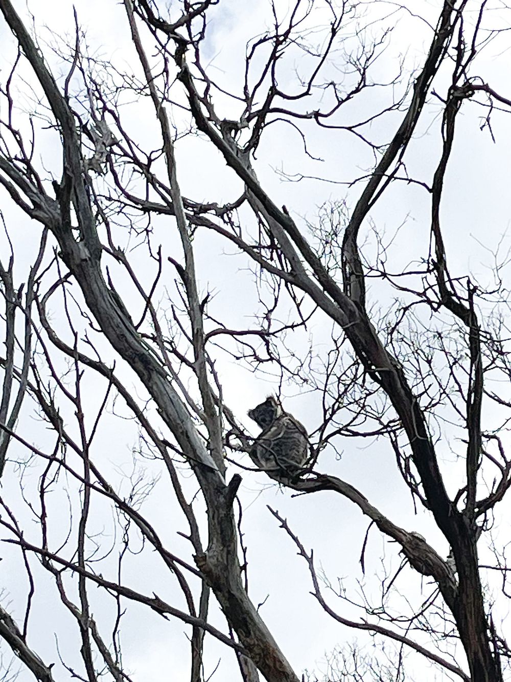 French Island koala crisis post image