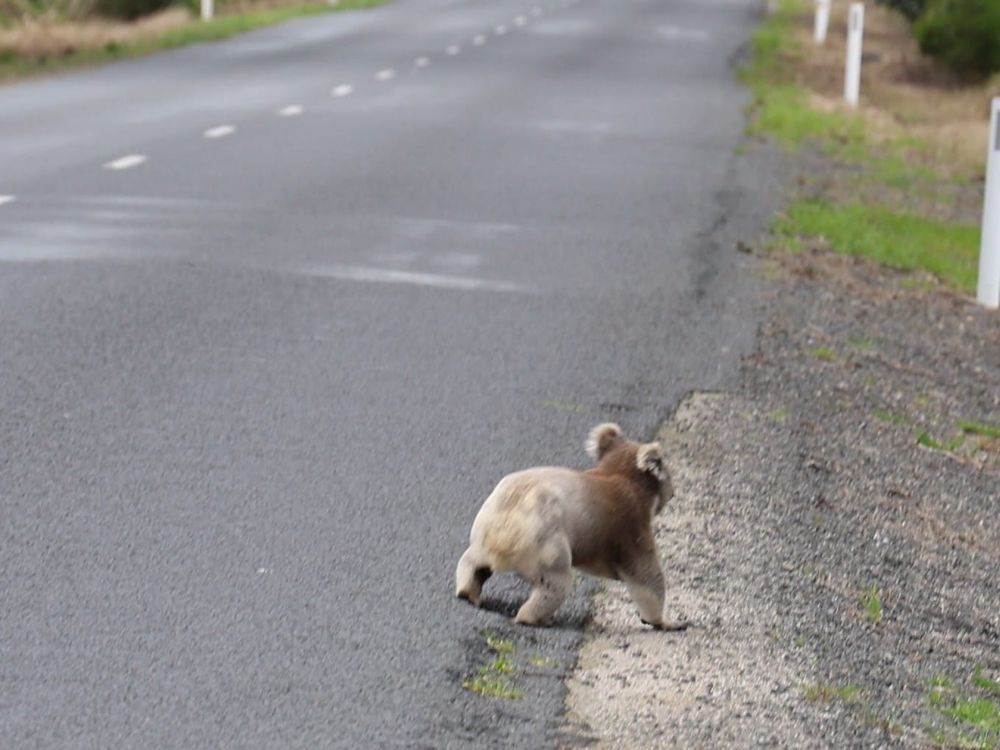 State shines spotlight on wildlife cruelty, boosts care services post image