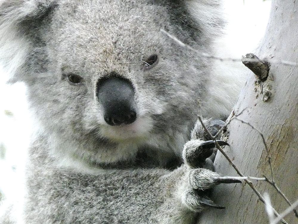 Find out why South Gippsland koalas are so special post image