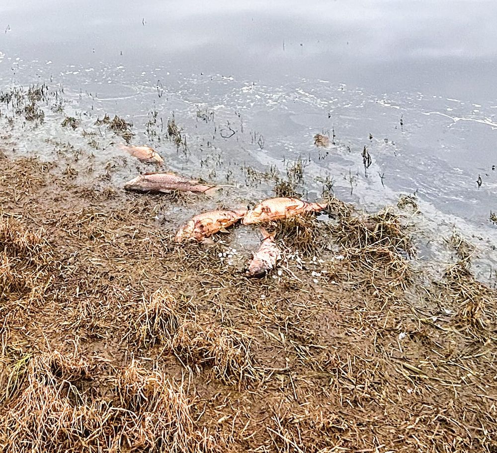 Avoid contact with Tarwin River as EPA investigates fish kill post image