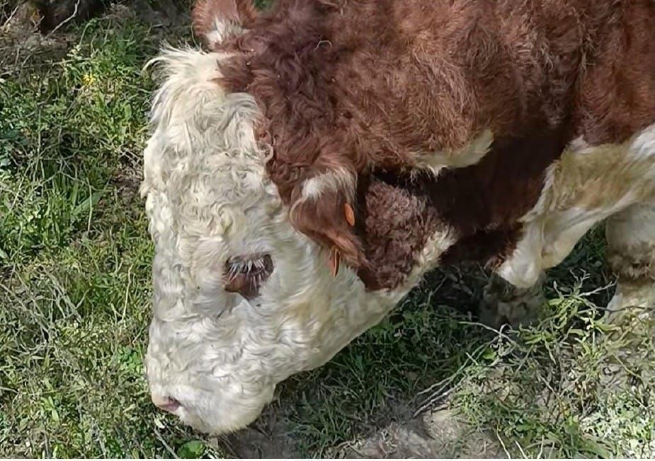 ‘Unless we’re stupid, the Emergency Services levy is gone’, says Scott Rae post image