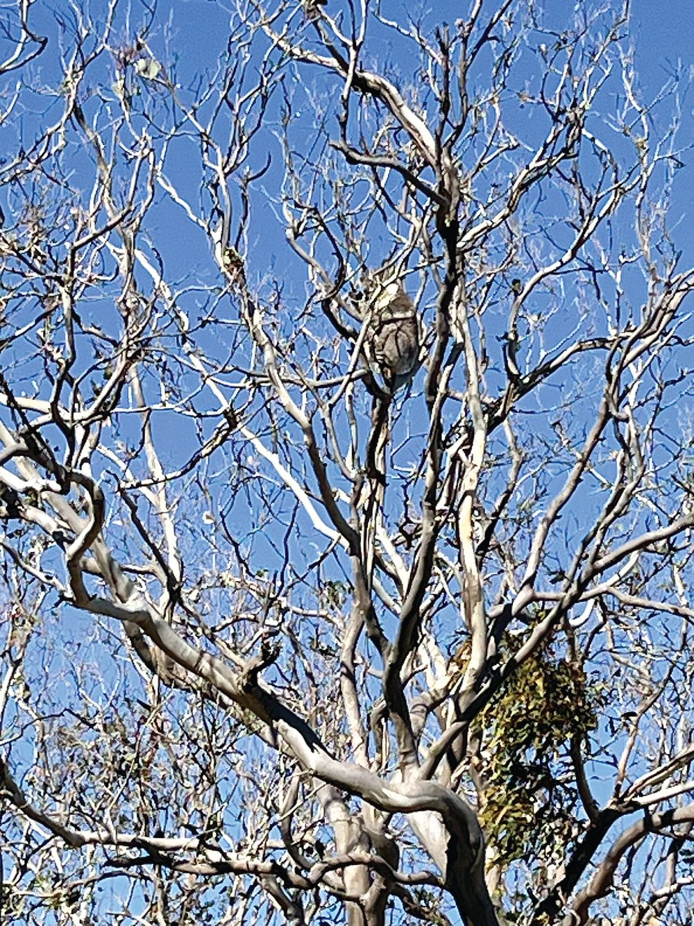 State acts on French Island koala crisis post image