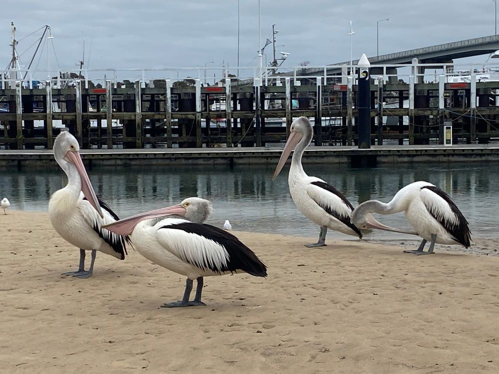 Anderson, San Remo, Phillip Island exposed to measles post image