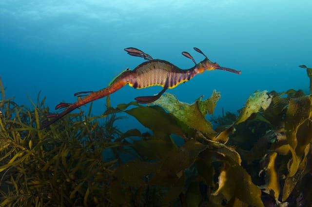 Magic in the mud: Sheree Marris to reveal Western Port secrets at Corinella post image