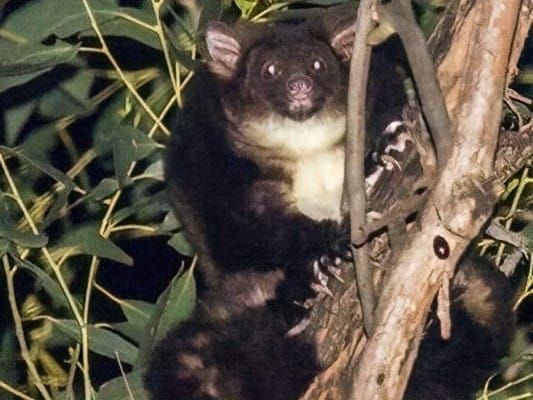 The species being protected after Mirboo North’s conservation win post image
