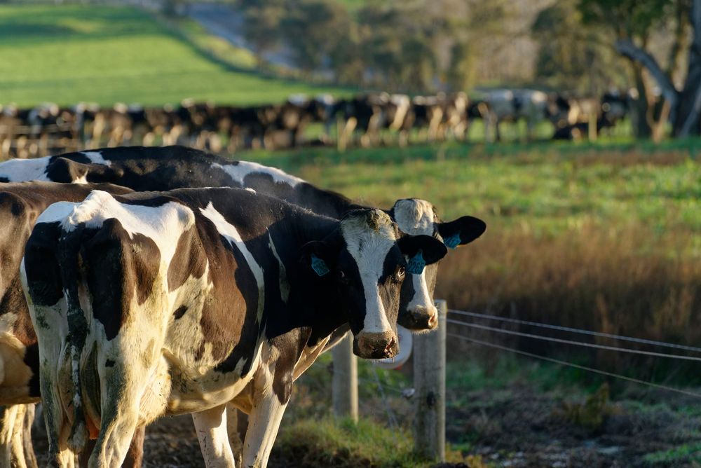 Frestine milk suppliers waiting in hope post image