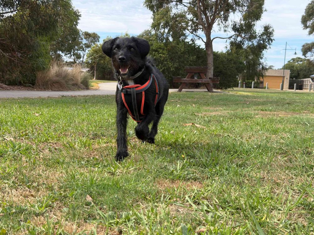 Is another ‘dogs on beaches’ battle looming for Bass Coast? post image