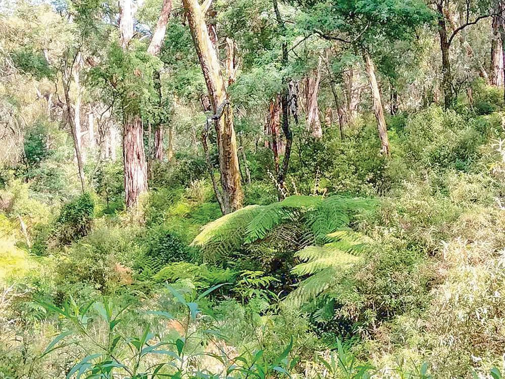 Panel to test Strzelecki Gums claims post image