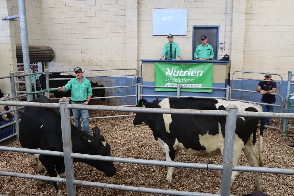 Excellent Holstein heifers appeal in Leongatha post image