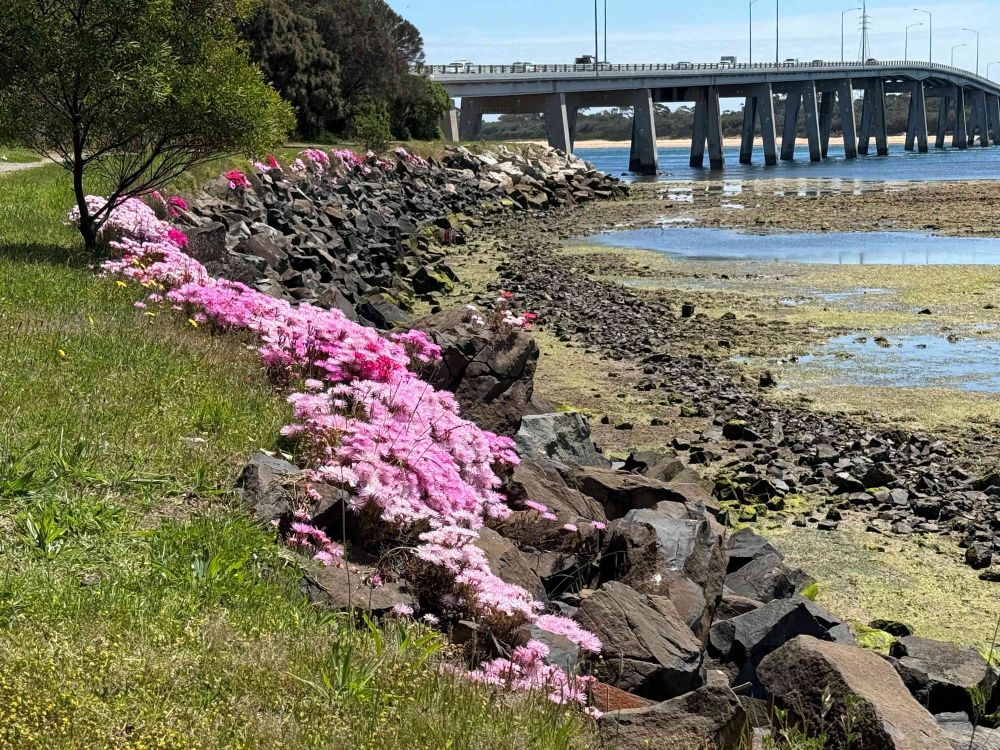 San Remo foreshore cash grab fears prompt council action post image