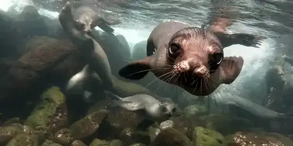 Hope beneath the surface community coalition revives Phillip Island’s giant kelp forests post image