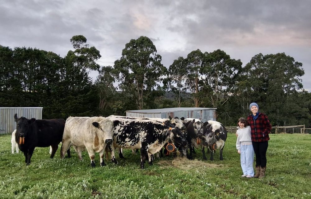 The virtual fencing collars changing local farms post image