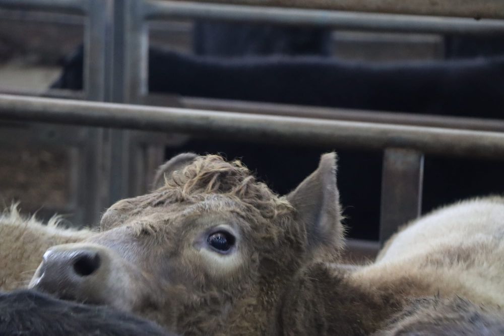 Solid results and big cattle numbers at Leongatha Store Sale post image