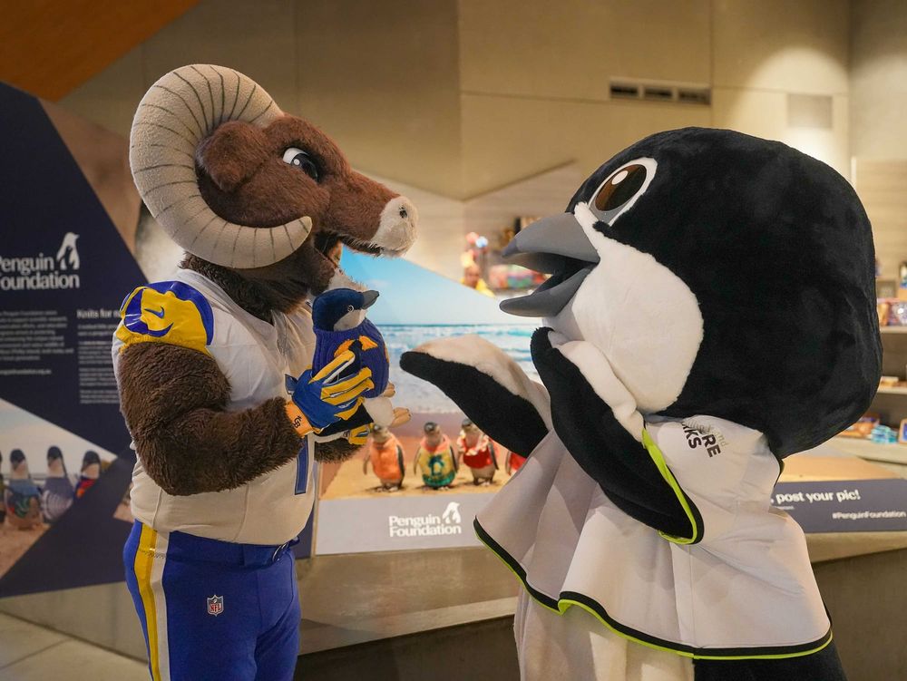 LA Rams’ mascot meets his match at Phillip Island post image