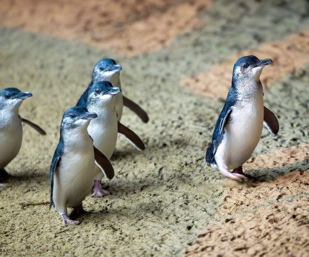 Penguin cover-up: Why the vaccination program is already too late post image
