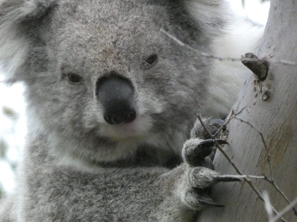 Local koala habitats to benefit from $2.6 million funding package post image