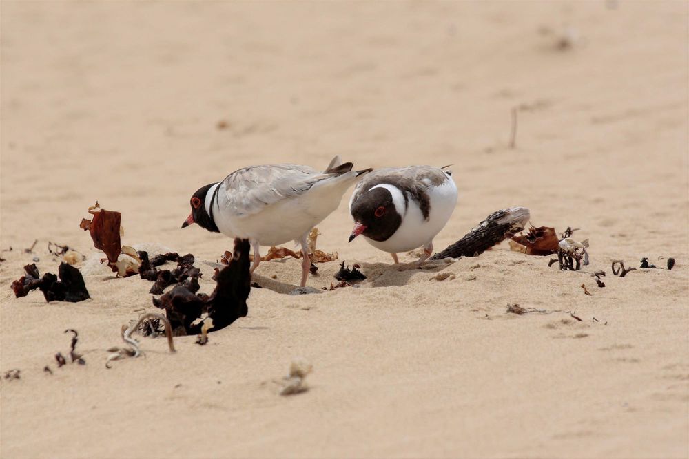 Patrols return to shield rare hoodies nesting on South Gippsland beaches post image