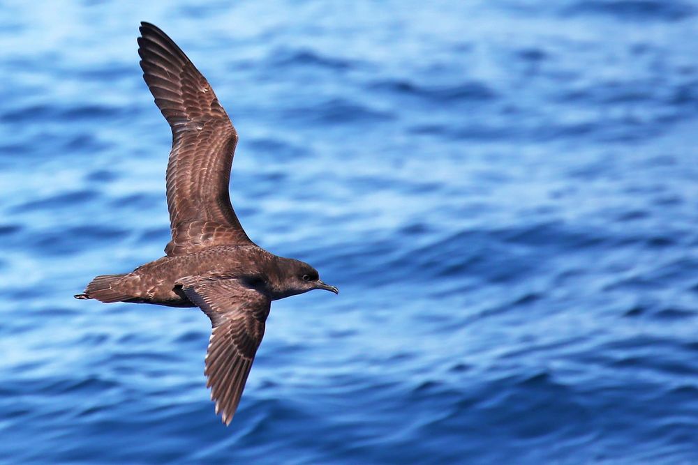 Shearwaters return to Phillip Island under bird flu watch post image
