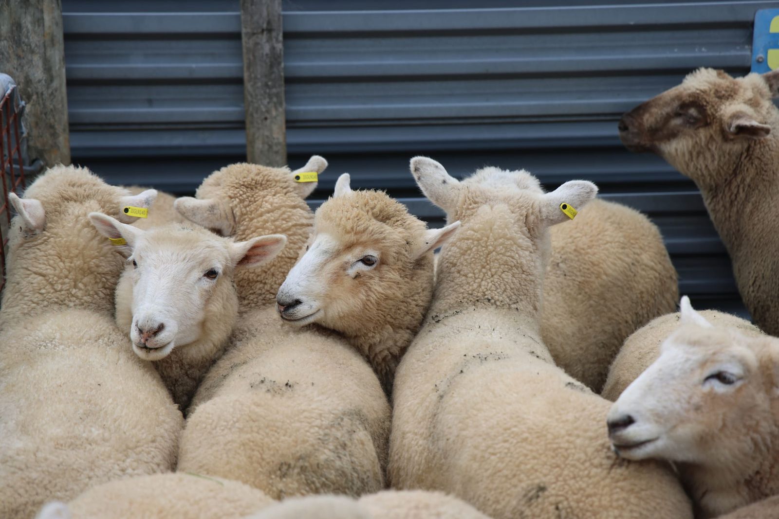 Huge numbers yarded at Koonwarra sheep sale post image