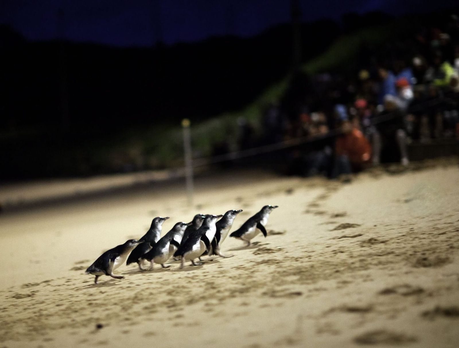 Victorian coast still clear after NSW adds new bird flu case post image