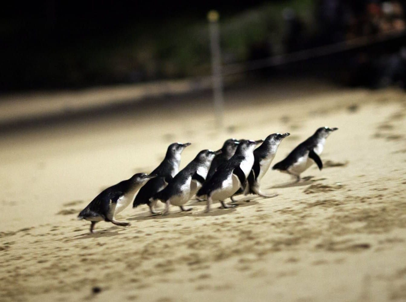 New vaccine no panacea for Phillip Island’s penguins post image