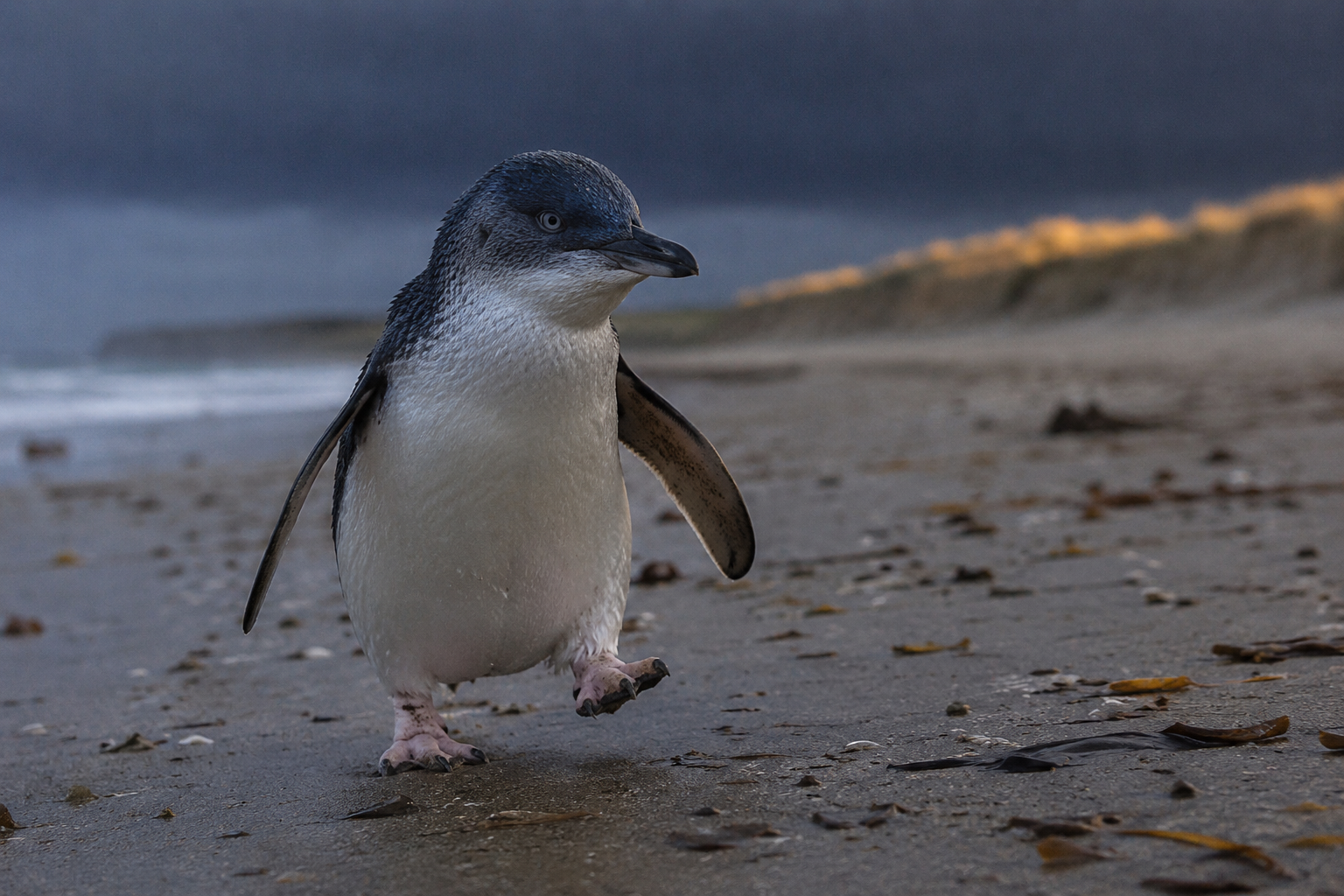 Aldred and Council urge vigilance as bird flu reaches Phillip Island post image