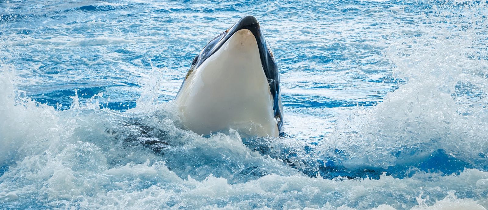 Orcas make a splash in unforgettable whale season post image