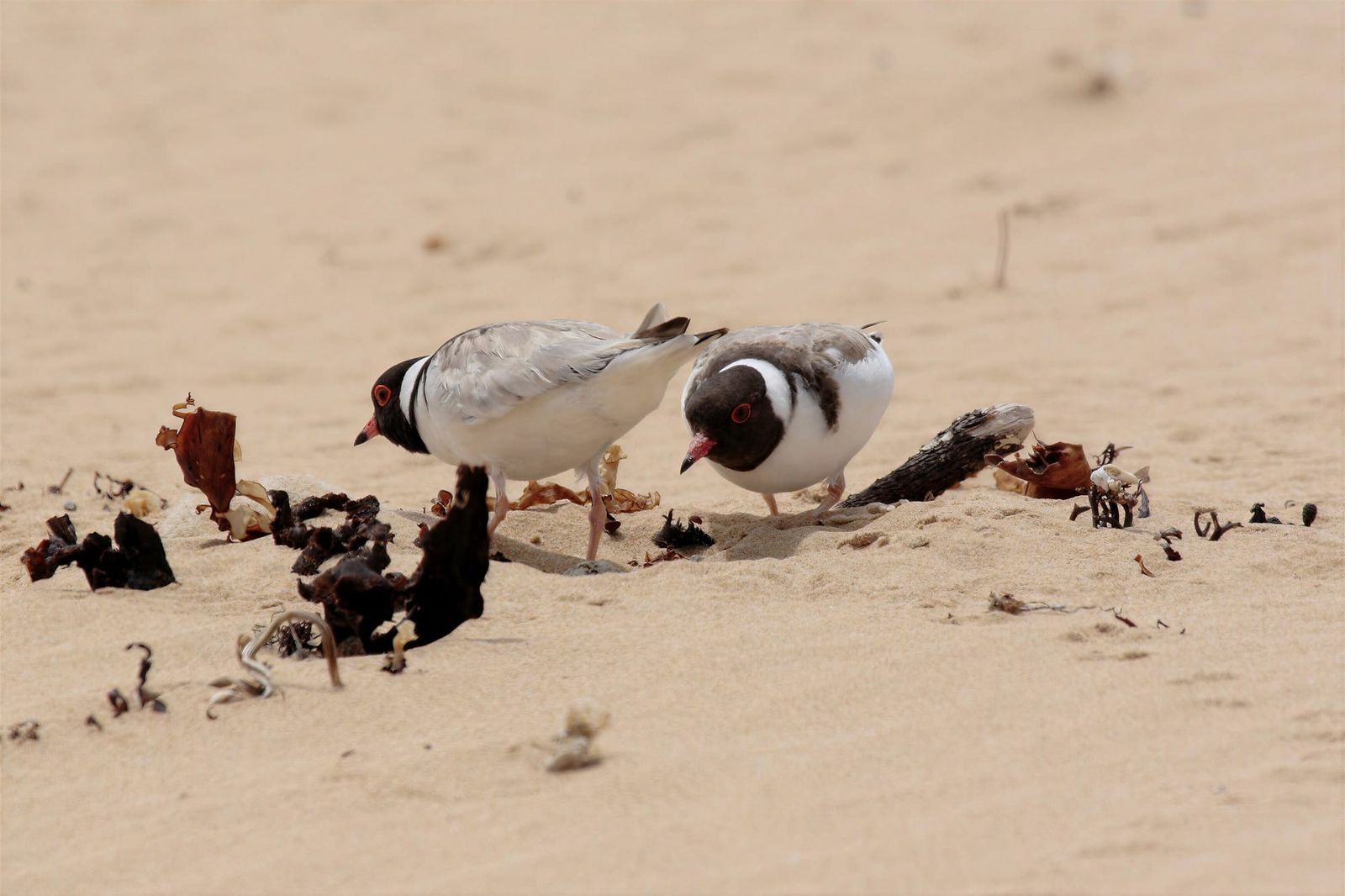 Patrols return to shield rare hoodies nesting on South Gippsland beaches post image